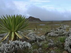 Bale Mountains National Park Ethiopia Stock Footage