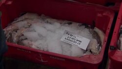 Nick Clegg visiting Newlyn fish market News Clip