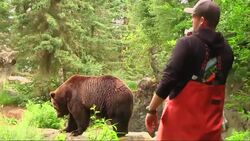 SeattleÃ¢Â€Â™s Famed Fish Tossing Goes To The Bears Instructional Video