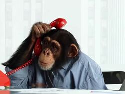 Chimp Phone Problems Stock Footage