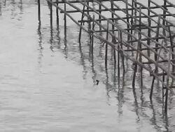 Shellfish farm, Thailand Stock Footage