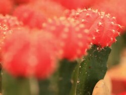 Cactus Stock Footage