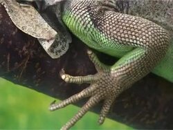 Chameleon Stock Footage