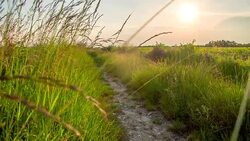WS DS Dirt Road Between Meadows Stock Footage