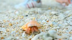 Hemi Crab moving from a young adult hand Stock Footage