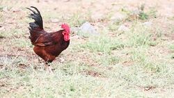 Cock in farm Stock Footage