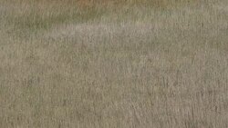bullrushes waving down below Stock Footage