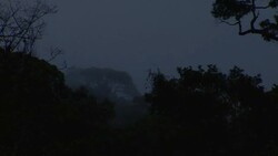 Fog settles over a forest. Stock Footage