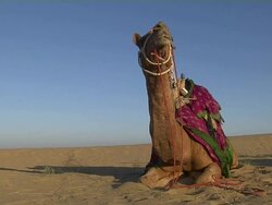 Block Shot Camel in Desert Jodhpur Rajasthan India Stock Footage