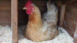 Angry Chicken... Stock Footage