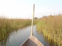 MS POV Shot of boat moving on small canoe with tall grass / ghanzi district, ghanzi district, botswana Stock Footage