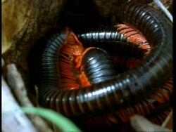 CU Millipedes mating, coiled up and stacked one on top of the other, Kenya, Africa Stock Footage