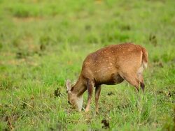 HD:Deer in the nature Stock Footage
