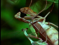 CU 2 Praying Mantis (Sphodromantis lineata) mating Stock Footage