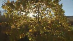 An oak tree with colorful fall foliage grows next to fenced farmland. Stock Footage
