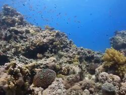 Coral And Fish Stock Footage