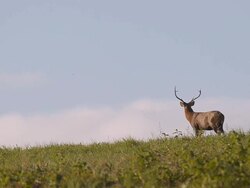 deer walk alone Stock Footage