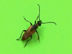 NTSC: Beetle Stock Footage