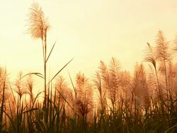 The spring sunset Stock Footage