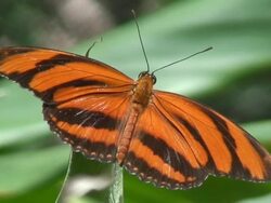 Dryadula phaetusa Stock Footage