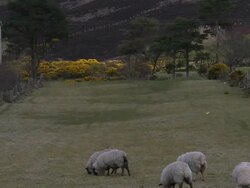 Moors, zoom out to sheep (Ovis aries) grazing, Northern Ireland Stock Footage