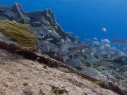 Sugar wreck, puffer fish, Bahamas  Stock Footage