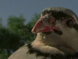 Close Up Front Angle Pan Right Slow Motion - Head of a bird / Costa Rica Stock Footage