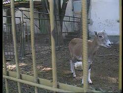 Russia - Circus Animals Retire To Moscow Refuge News Clip