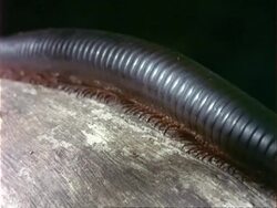 BCU Millipede walking along log, Kenya Stock Footage
