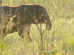 MS TS Shot of Young elephant calf walking and grazing / Okavango Delta, North West District, Botswana Stock Footage