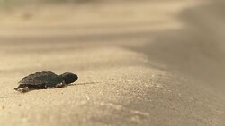 Sea turtle hatchlings slowly waddle over a sandy beach. Stock Footage
