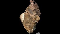 CLEAN: Giant predator fossil rewrites books on ancient life News Clip