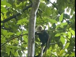 Young Whitefaced Capuchin, Cebus capucinus, clinging to a tree, MS, Panama, Central America Stock Footage