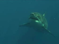 Medium pan-left - A great white shark swims past smaller fish. Stock Footage