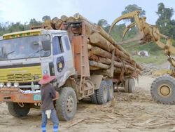WS PAN Loading felled logs onto truck / Tawau, Sabah, Malaysia Stock Footage
