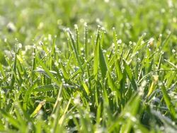 HD DOLLY: Blades of Grass In The Morning Stock Footage