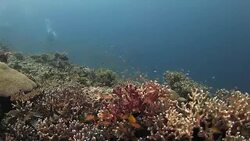 School of Anthias fish, staghorn hard coral, Raja Ampat, Indonesia Stock Footage