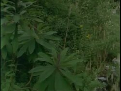 MS pan across from vegetation to picturesque river flowing through jungle, Uganda, Africa Stock Footage