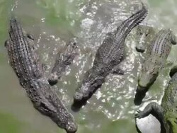 Crocodile eating fish Stock Footage