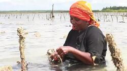 VOICED : Seaweed farmers in hot water as Zanzibar struggles News Clip