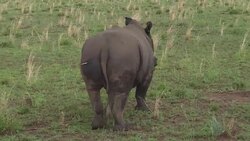 VOICED : Protecting the worlds rhinos by chopping off their horns News Clip