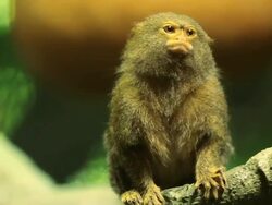 Pygmy Marmoset Stock Footage