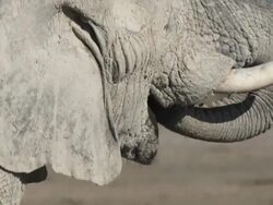 African Elephants at waterhole Stock Footage