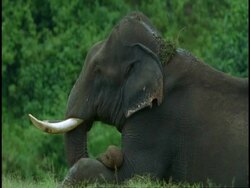 MS male Indian Elephant, Elephas maximus, sitting on ground in profile, Western Ghats, India Stock Footage