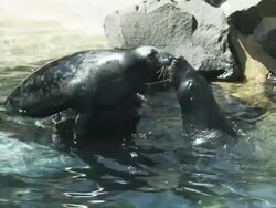 HD: Seals kissing and jumping Stock Footage