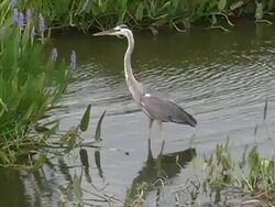 Great Blue Heron Stock Footage