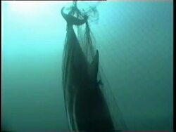 Dead dolphin tangled in driftnet. Stock Footage