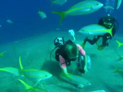Divers hook fish food on outside of fish farm, Yellowtail snapper, ocyurus chrysurus, Bahamas  Stock Footage