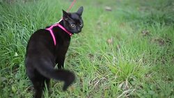 unusual nature walks Stock Footage