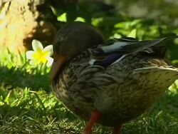 Close Up Shot Duck Mauritius Stock Footage